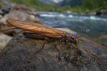 The Bitterroot Salmonfly Hatch Is Coming: Your 3-Week Game Plan for Big Bugs & Bigger Eats