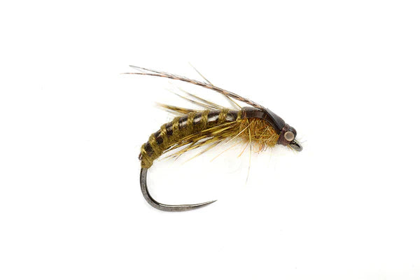 Crawling Caddis Pupa